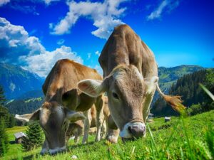 Irlanda estudia el sacrificio de 200.000 vacas para cumplir con sus «objetivos climáticos»