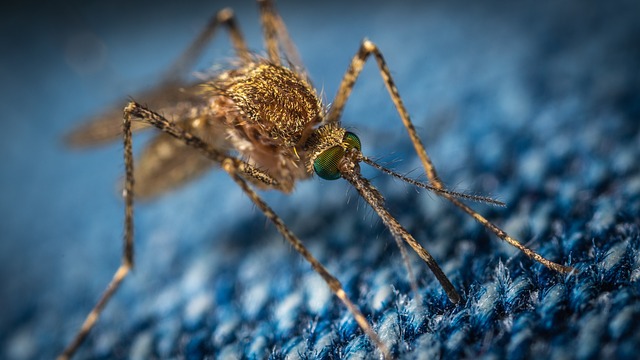 Bill Gates lleva tiempo invirtiendo en mosquitos modificados genéticamente. Las buenas intenciones del "filántropo" están en entredicho. 
