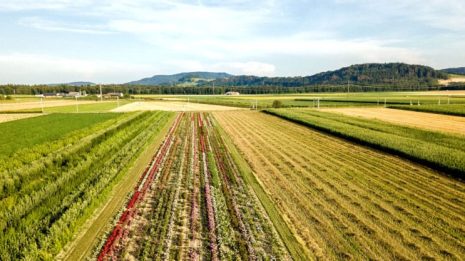 Agricultura