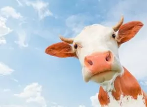 Los nutricionistas hacen picadillo la «carne híbrida» de Lidl